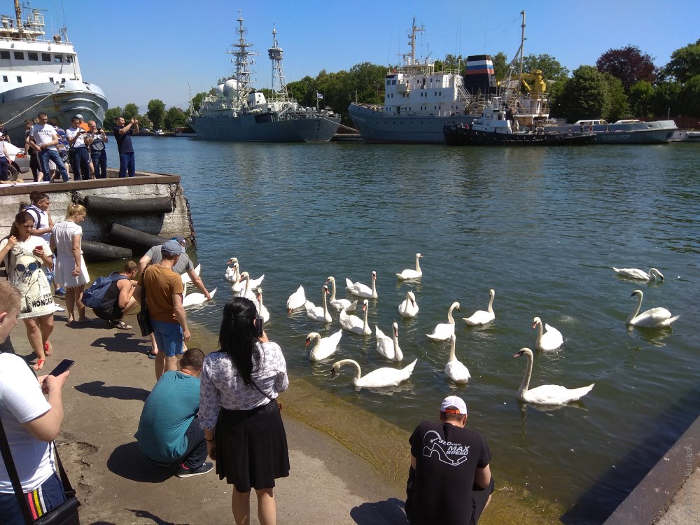 Стая лебедей на набережной города Балтийска