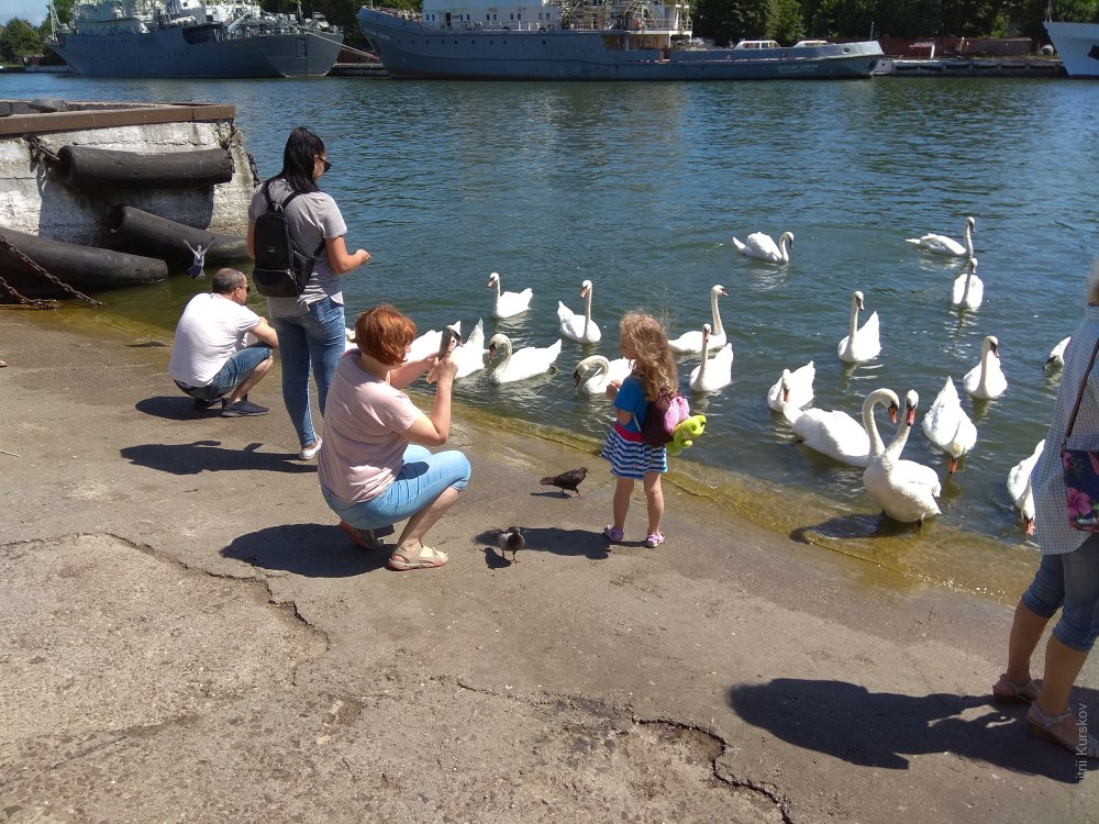 Стая лебедей на набережной города Балтийска