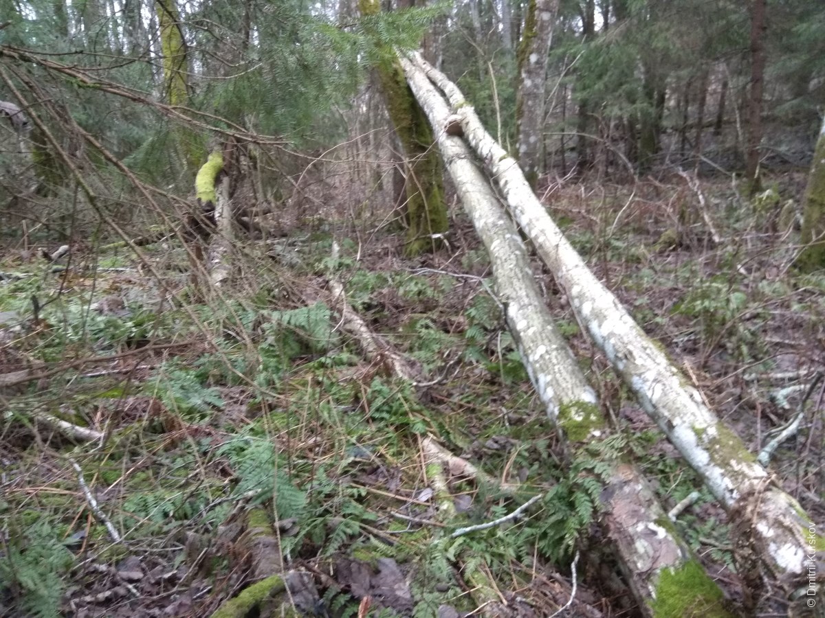 Лес в январе 2020 года